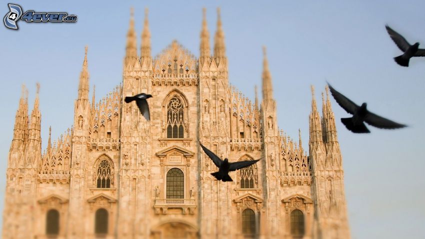 katedrála, Miláno, Taliansko, holuby