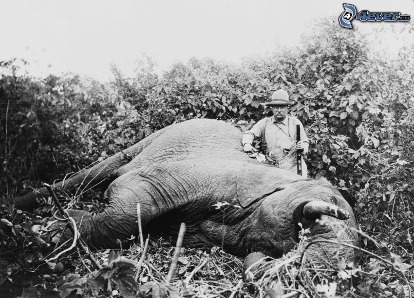 slon, lovec, stará fotografia