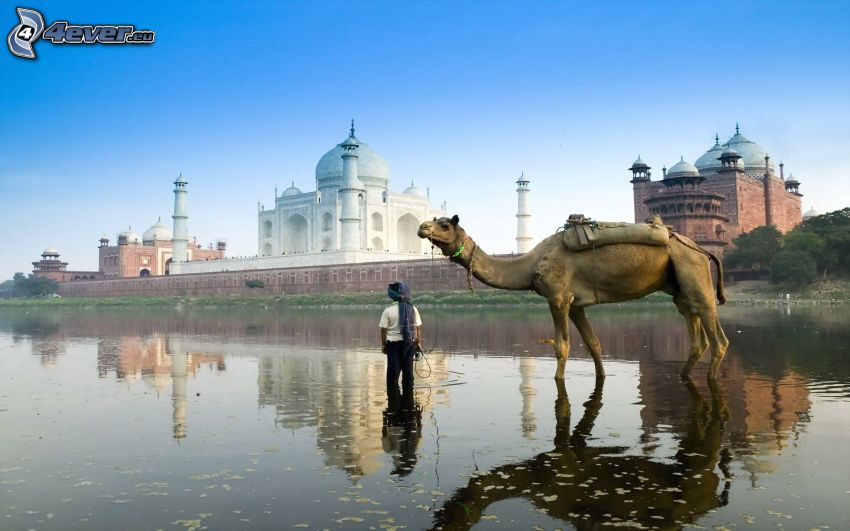 ťava, človek, Tádž Mahal, India, voda