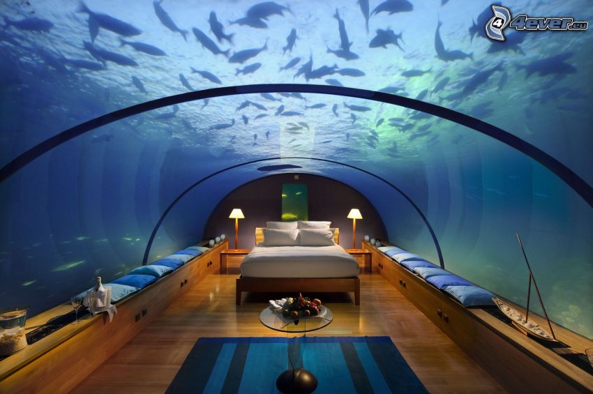 hotel Conrad, podmorská izba, Maldivy, ryby