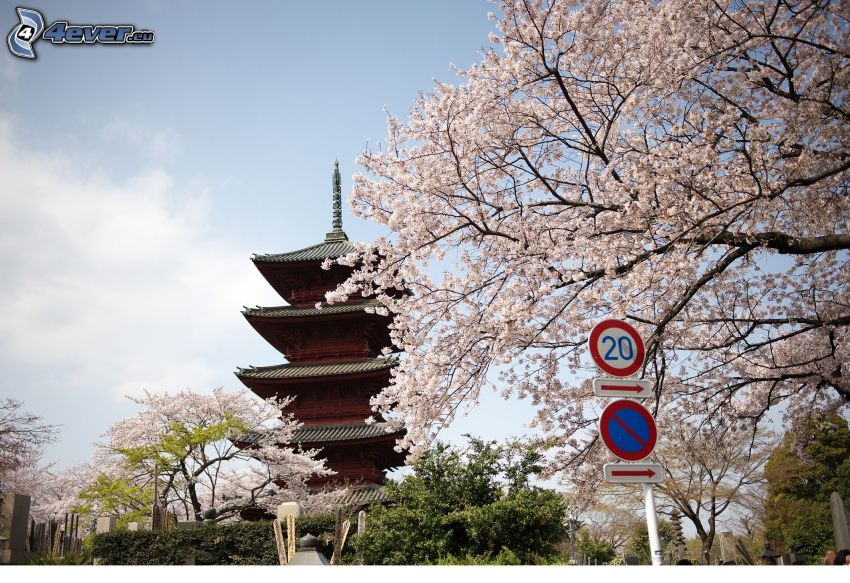 japonský dom, rozkvitnutý strom, dopravná značka