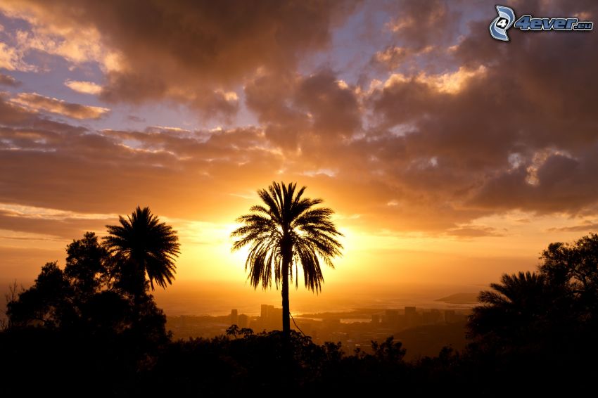 západ slnka nad mestom, palma, oblaky
