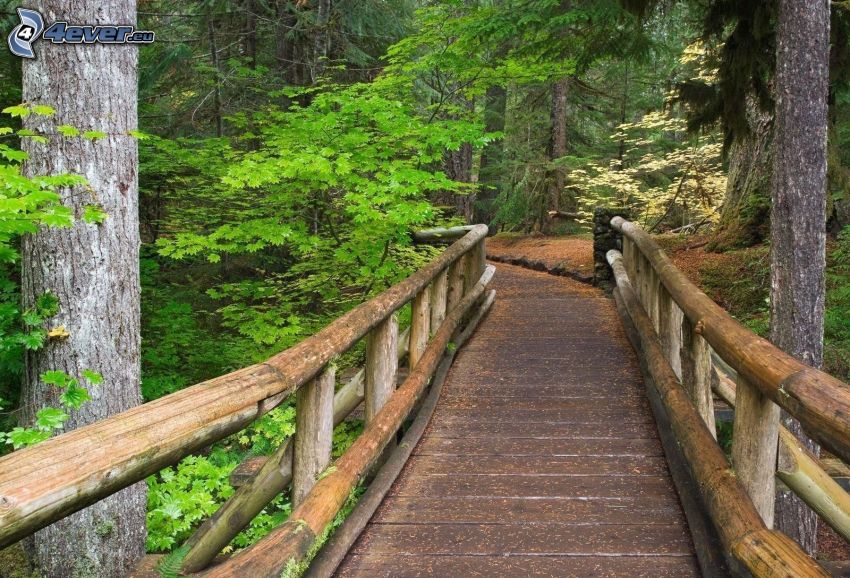 drevený most v lese