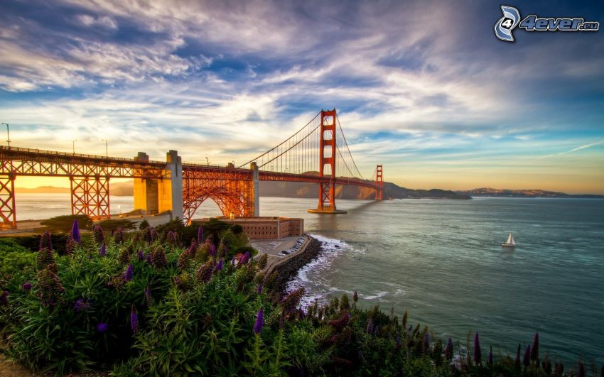 Golden Gate, USA, Tichý oceán, kvety, západ slnka, HDR