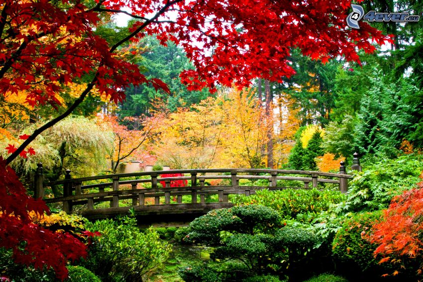 jesenný park, jesenné stromy, drevený most