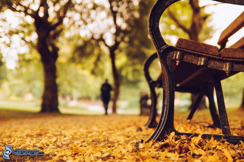 lavička v parku, jesenné lístie, stromy