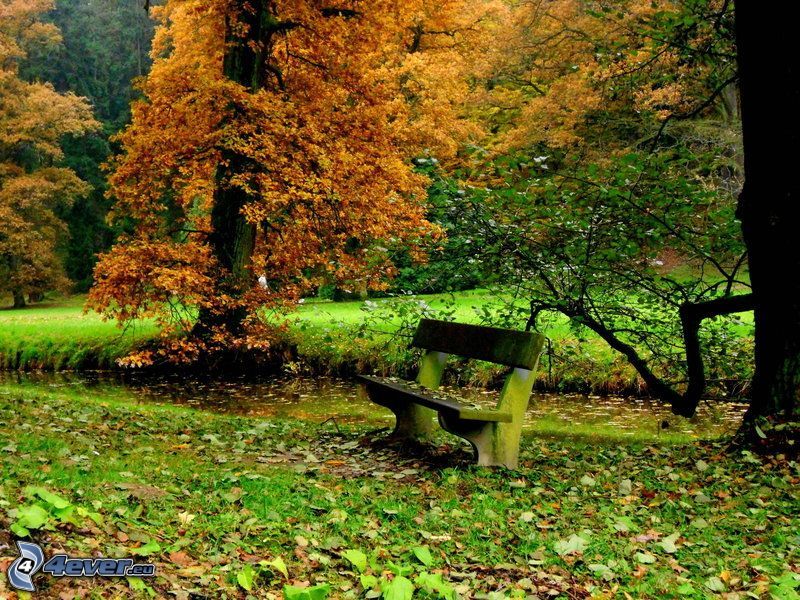 lavička v parku, stromy