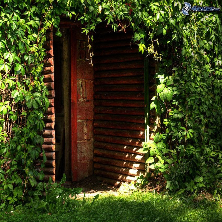 staré dvere, zelené listy