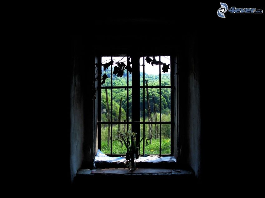 staré okno, les, rastliny
