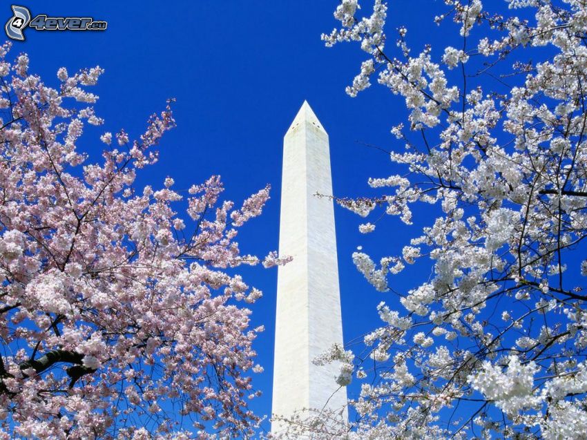 The Obelisk, rozkvitnuté stromy, nebo, jar