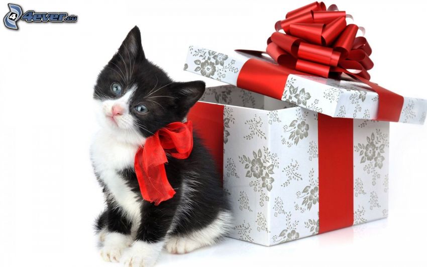 vianočné mačiatko, mašľa, darček