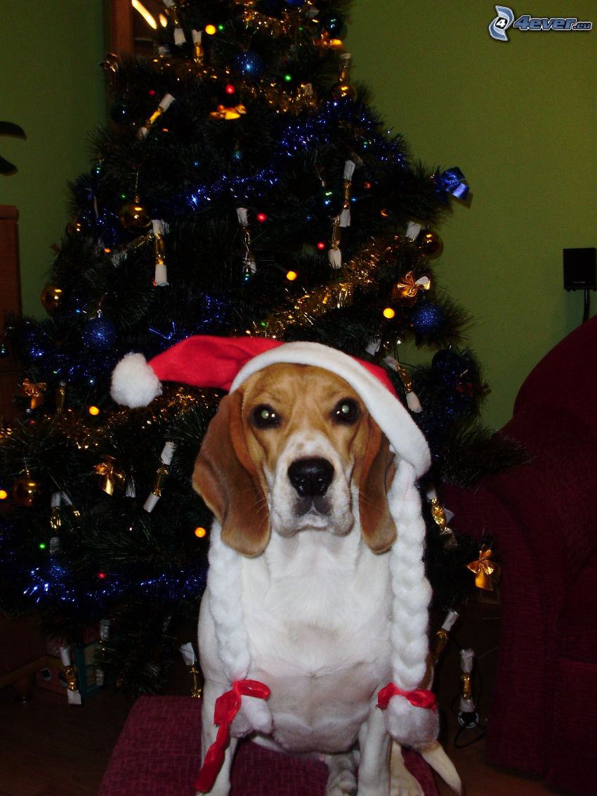 vianočný pes, vianočný stromček