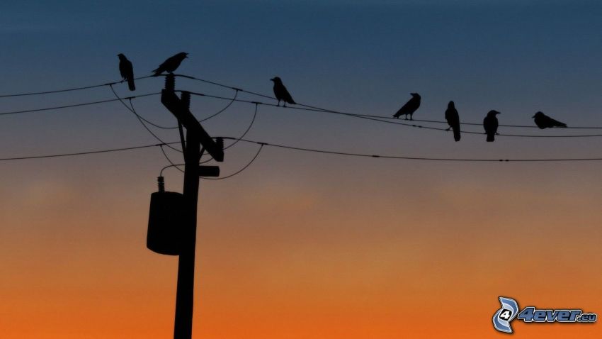 elektrické vedenie, vtáky, večerná obloha