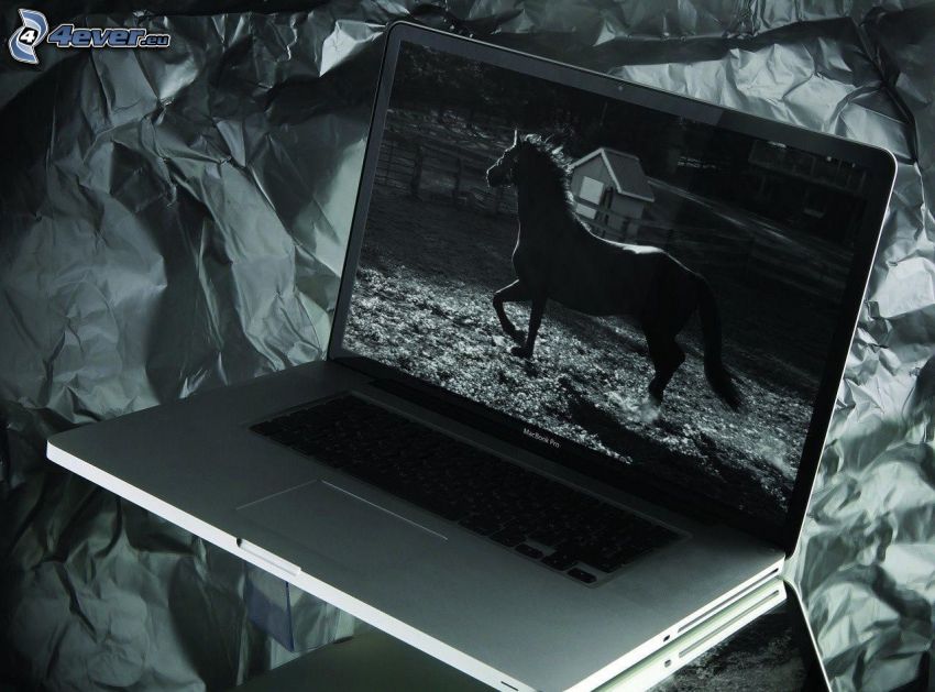 MacBook, kôň, čiernobiele