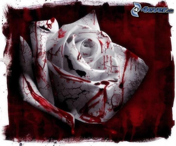 biela ruža, krv