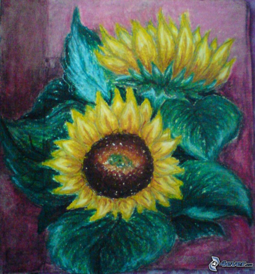 slnečnice, kreslené kvety, zátišie
