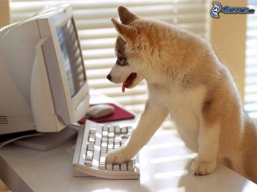 pes za počítačom, klávesnica