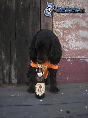 čierny pes, pivo