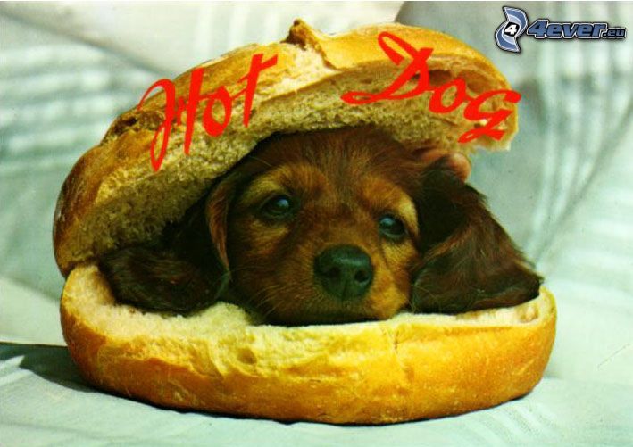 hot dog, humburger, šteniatko