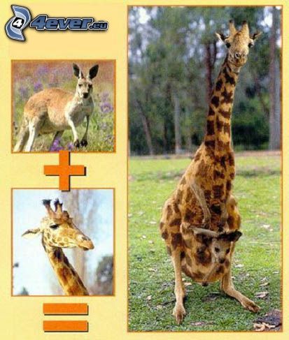 hybrid, klokan, žirafa
