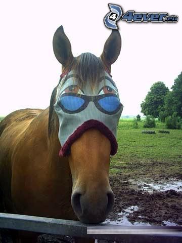kôň, maska, oči