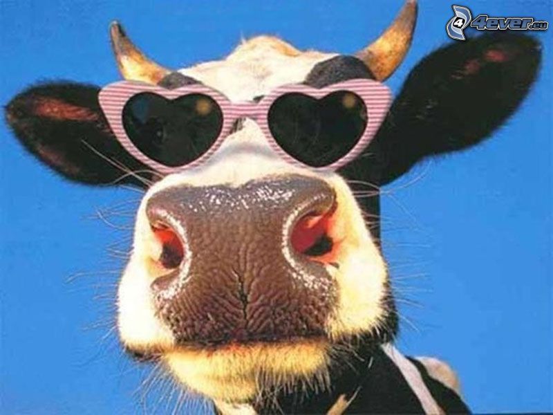 krava, slnečné okuliare, pysk, rohy