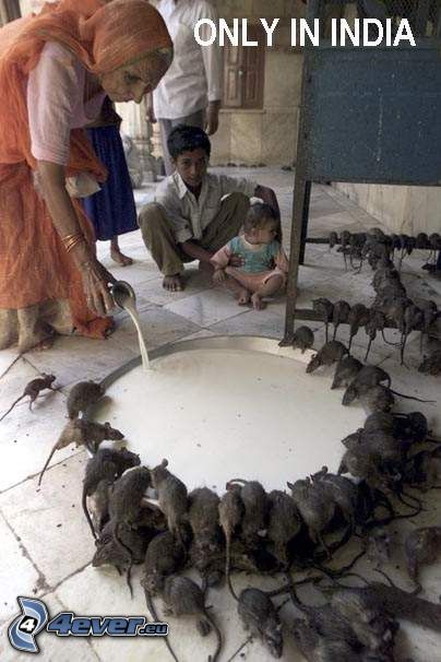 kŕmenie, potkany, India, mlieko