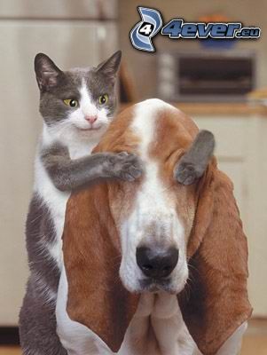 mačka a pes