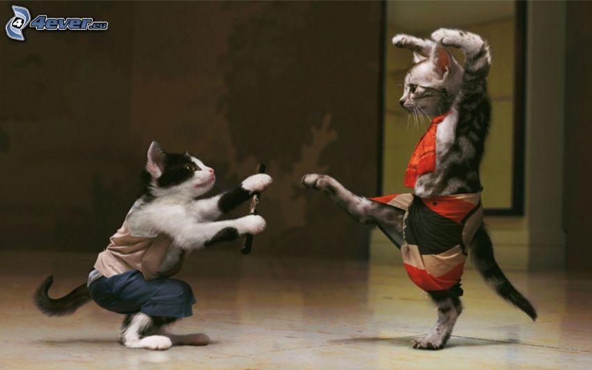 mačky, kung fu