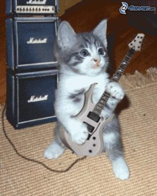 malé sivé mačiatko, elektrická gitara, metal, Marshall