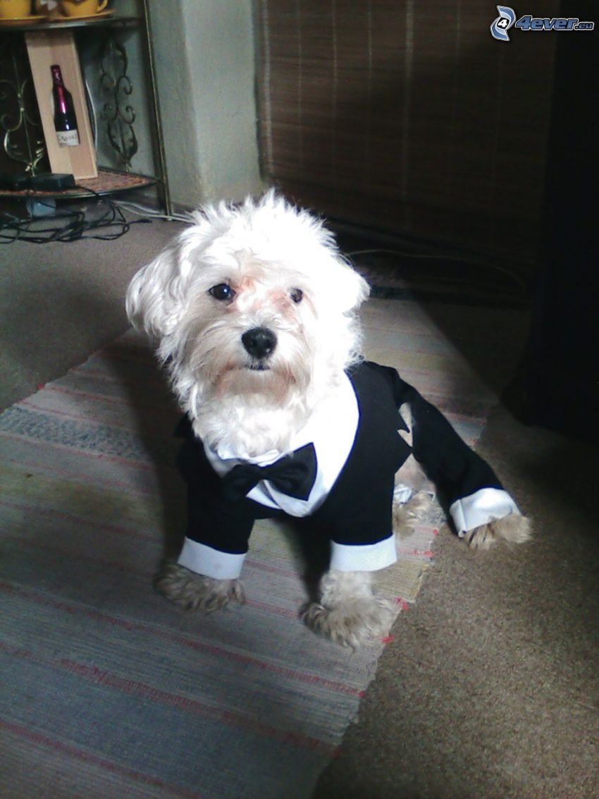 maltézsky pes, oblek, koberec, džentlmen