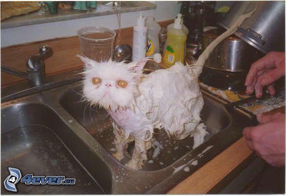 mokrá mačka, pena, mydlo, umývadlo, príšera