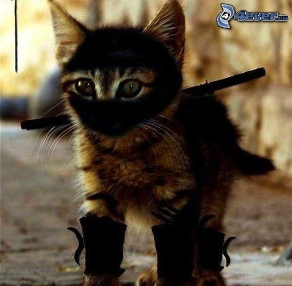 ninja, mačiatko