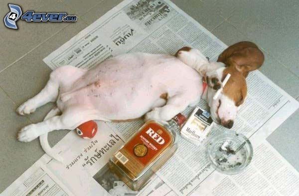 pes, alkohol, cigareta, popolník, noviny
