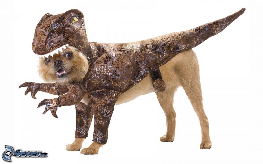 pes, kostým, dinosaurus