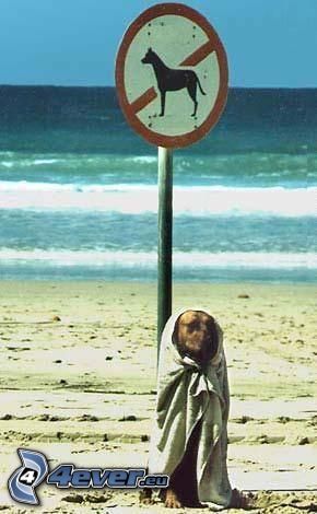pes, pláž, zákaz, značka, more
