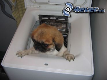 pes, práčka