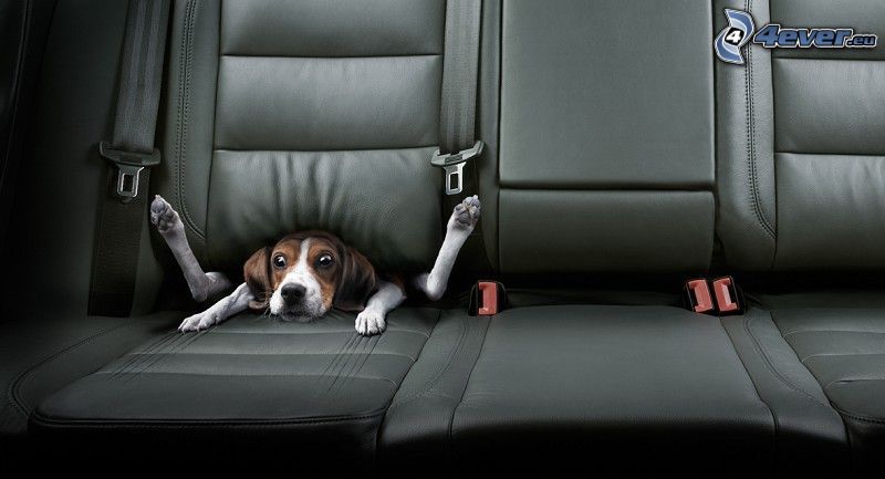 pes, sedadlá, auto