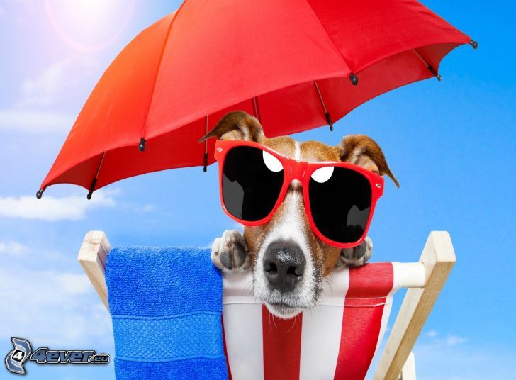 pes, slnečné okuliare, slnečník, lehátko