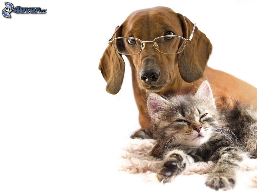 pes a mačka, okuliare