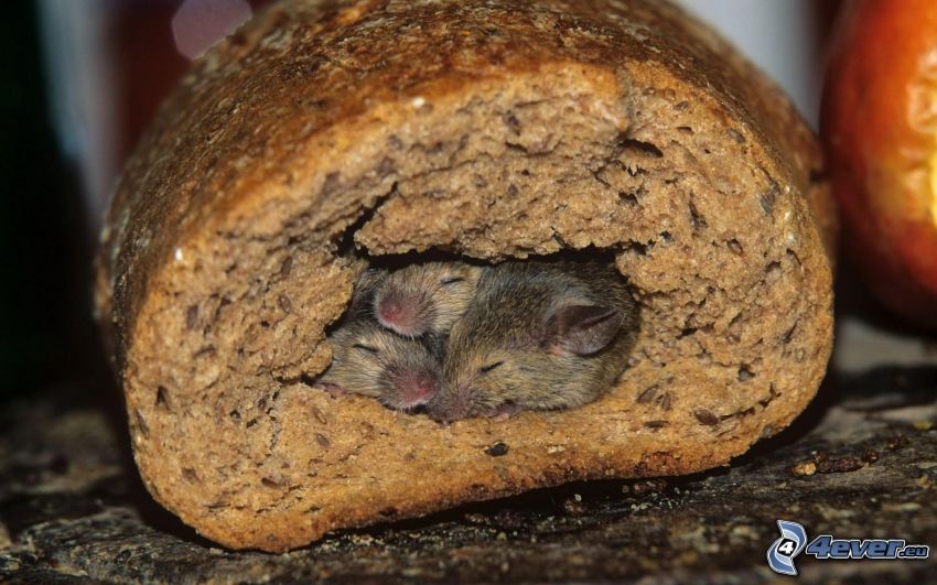 potkany, spánok, chlieb
