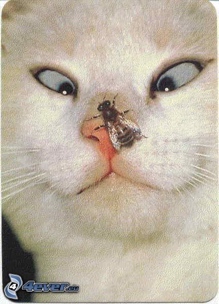 strach, mačka, včela