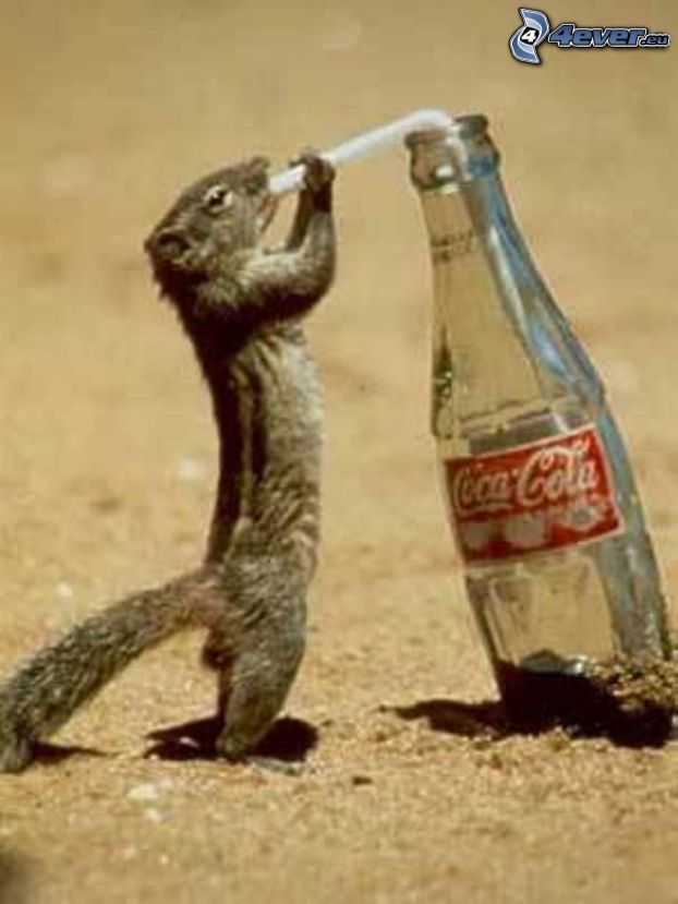 veverička, Coca Cola, slamka, piesok