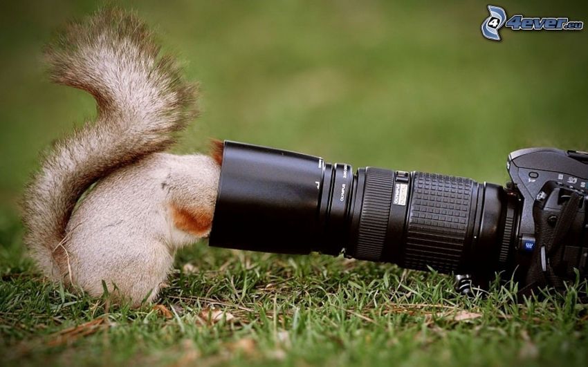 veverička, fotoaparát, tráva