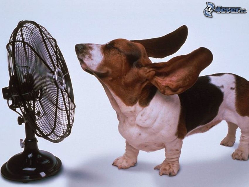 vlajúce uši, ventilátor, pes