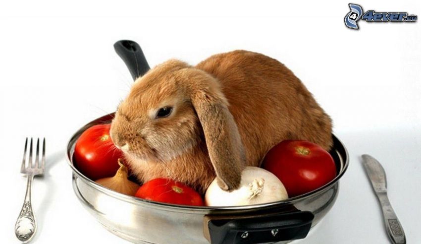 zajačik, paradajky, cesnak, cibuľa, príbor, jedlo