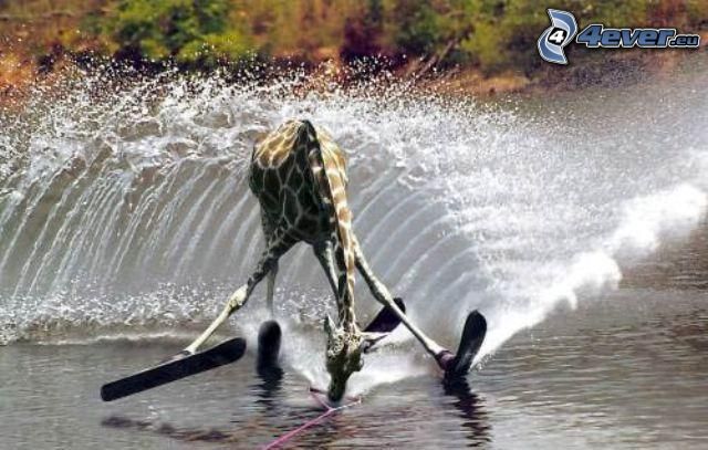 žirafa, vodné lyže