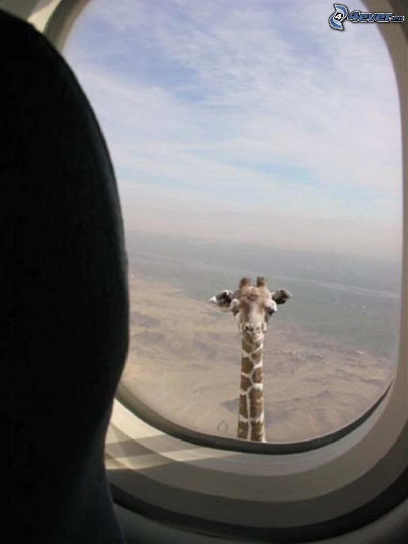 žirafa v okne, lietadlo