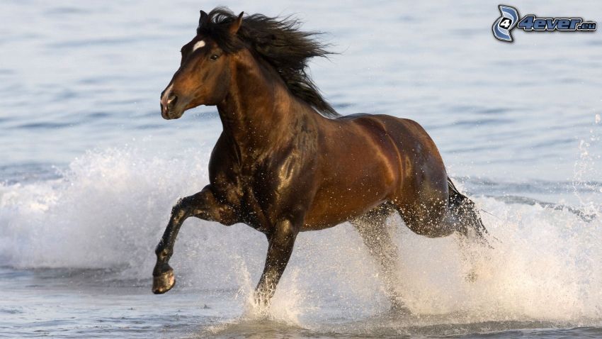 bežiaci kôň, more