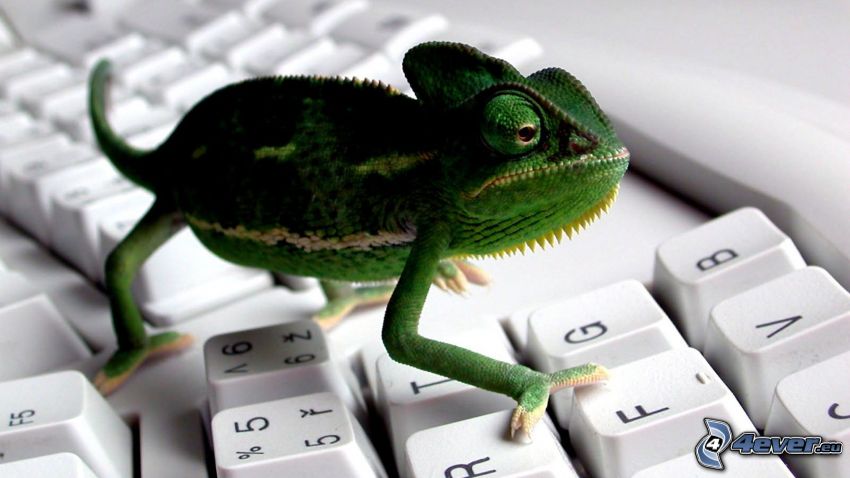 chameleón, klávesnica